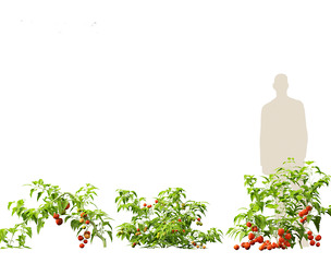 solanum lycopersicum - Tomato