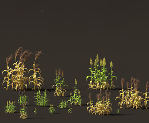 Sorghum bicolor -great millet