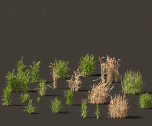 Triticum - Common wheat