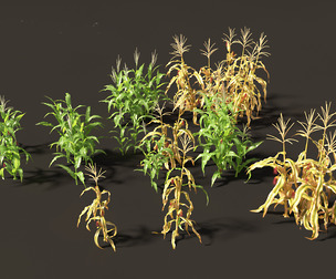 Zea mays - Maize