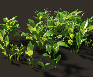 Convallaria majalis - lily-of-the-valley 01