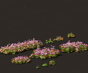 Geranium robertianum - herb-Robert