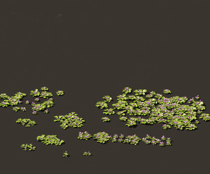 mazus pumilus - japanese mazus