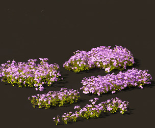 Phlox stolonifera - creeping phlox