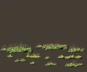 Plantago major - broadleaf plantain