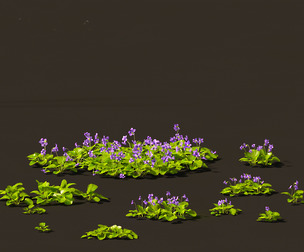 Viola sororia- woolly blue violet