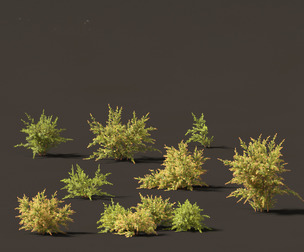 Baeckea virgata - Heath Myrtle 01
