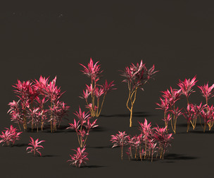 Cordyline rubra - palm lily 01