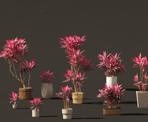 Cordyline rubra - palm lily 02