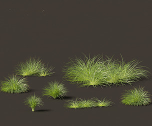 Lomandra fluviatilis - Mat Rush
