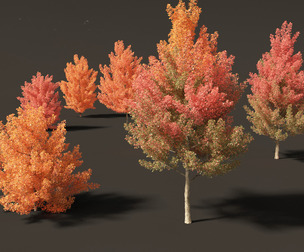 Acer monspessulanum - Montpellier 01