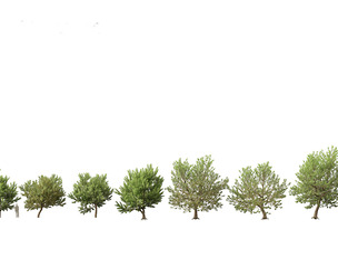 Acer negundo - Box elder 01