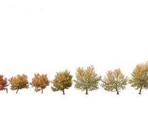 Acer negundo - Box elder 02