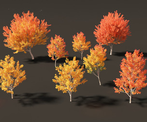Acer saccharinum - Silver Maple 01