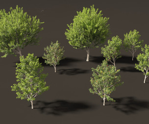 Acer saccharinum - Silver Maple 02