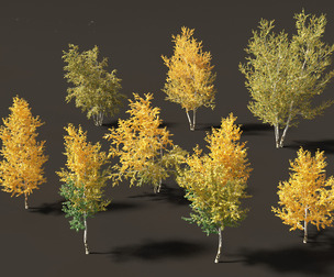 Betula papyrifera - Paper birch 01