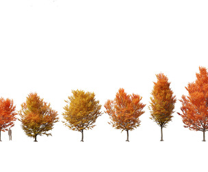 Carpinus caroliniana - American hornbeam 01