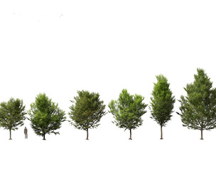 Carpinus caroliniana - American hornbeam 02