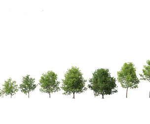 Fraxinus americana - White ash 01