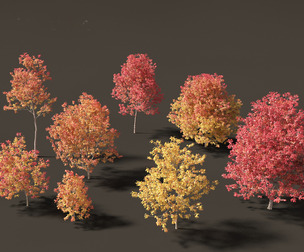 Fraxinus americana - White ash 02