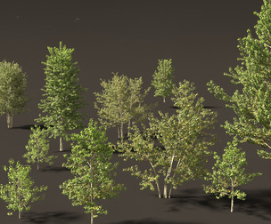 Populus balsamifera - Balsam poplar 01