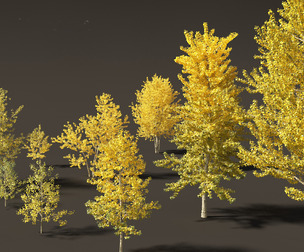 Populus balsamifera - Balsam poplar 02