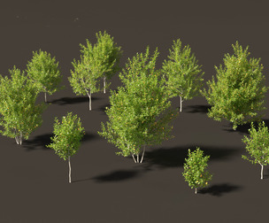 Prunus virginiana - Chokecherry 01
