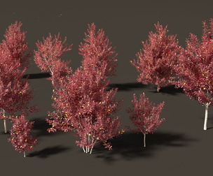 Prunus virginiana - Chokecherry 02