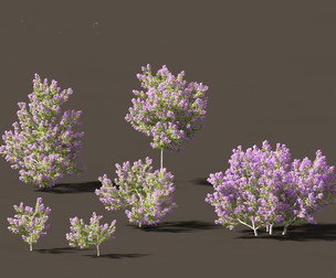 Californian lilac - soap bush