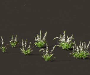 Camassia leichtlinii - Wild Hyacinth