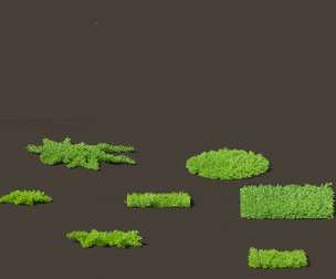 Juniperus procumbens - Japanese garden juniper