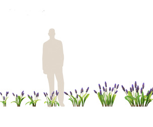 muscari latifolium - Grape Hyacinth