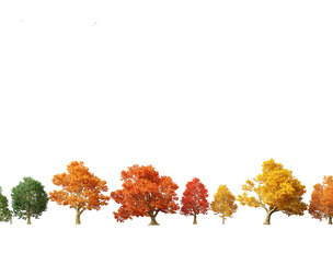 Acer platanoides - Norway maple