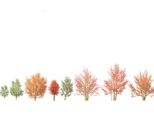 Amelanchier canadensis - Canadian serviceberry