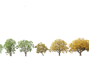 Quercus macrocarpa - Bur oak