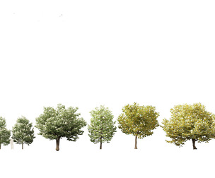 Syringa reticulata - Japanese tree lilac