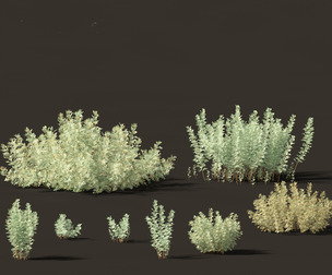 Artemisia abrotanum - southern wormwood