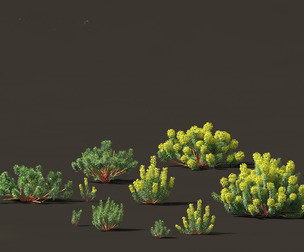Euphorbia characias - Mediterranean Spurge