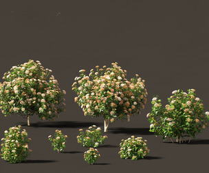viburnum tinus - laurustinus