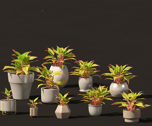 Aglaonema crete - Chinese evergreen