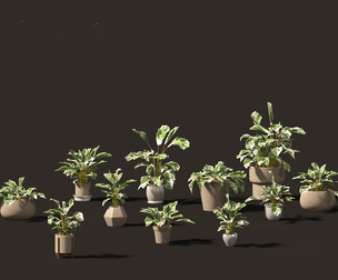 Calathea fusion White - Peacock Plant