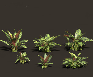 Calathea insignis - Rattlesnake Plant 01