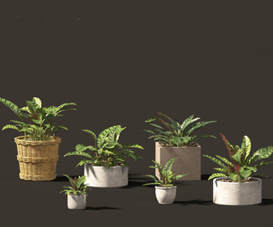 Calathea insignis - Rattlesnake Plant 02