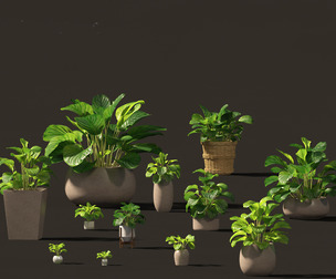 Calathea orbifolia - Prayer plant 02