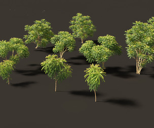 Averrhoa bilimbi - Cucumber Tree