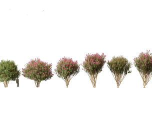 Lagerstroemia indica - Crepe Myrtle 02