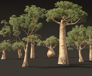 Adansonia digitata - Baobab 01 - 04