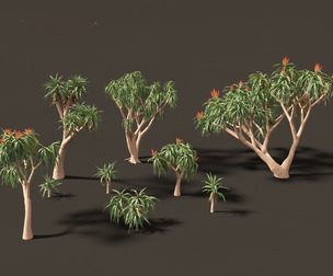 Aloidendron barberae - Tree Aloe
