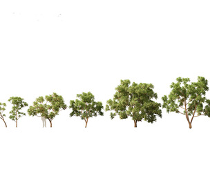 Cinchona officinalis - Quinine
