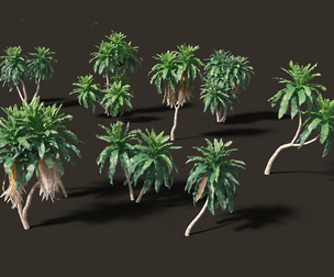 Dracaena aletriformis
